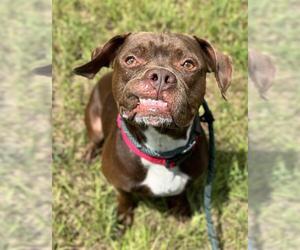 Medium American Staffordshire Terrier