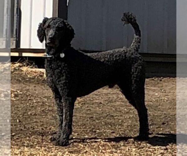 Medium Photo #1 Poodle (Standard) Puppy For Sale in CHARITON, IA, USA