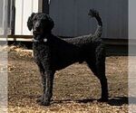 Small Photo #1 Poodle (Standard) Puppy For Sale in CHARITON, IA, USA
