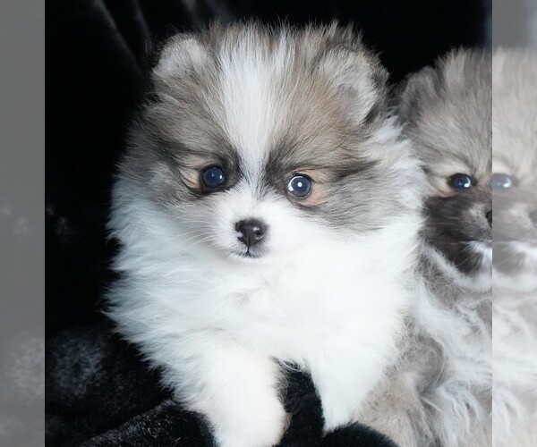Medium Photo #2 Pomeranian Puppy For Sale in ROCK VALLEY, IA, USA