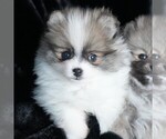 Small #1 Pomeranian