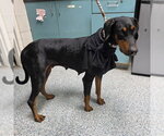 Small Doberman Pinscher