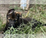 Small #6 German Shepherd Dog