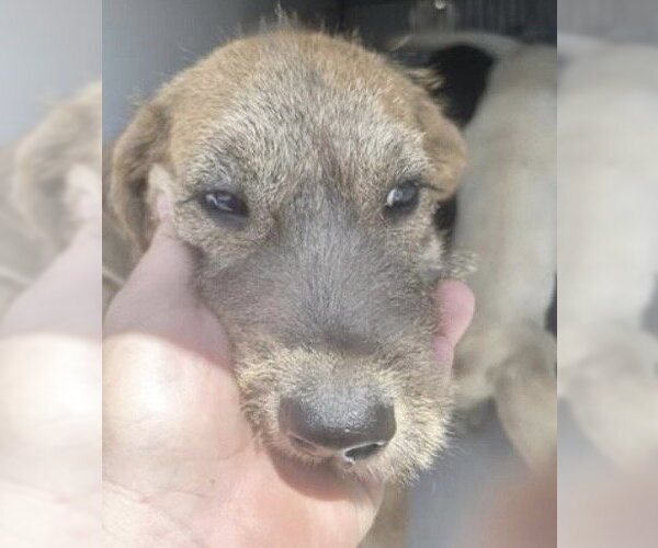 Medium Photo #1 Labrador Retriever-Unknown Mix Puppy For Sale in Houston, TX, USA