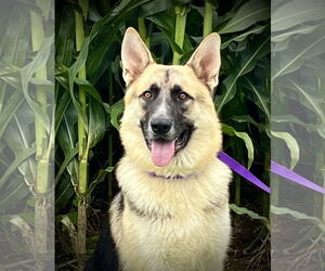 German Shepherd Dog-Unknown Mix Dogs for adoption in Pottstown, PA, USA