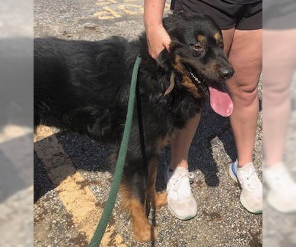 Medium Photo #13 Bernese Mountain Dog-Collie Mix Puppy For Sale in Houston, TX, USA