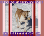 Small Photo #1 American Pit Bull Terrier-Unknown Mix Puppy For Sale in Sebec, ME, USA