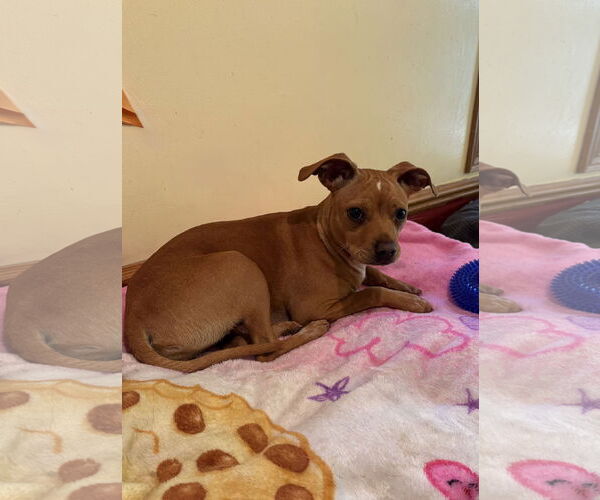 Medium Photo #3 Beagle-Chihuahua Mix Puppy For Sale in Omaha, NE, USA