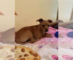 Small #2 Beagle-Chihuahua Mix