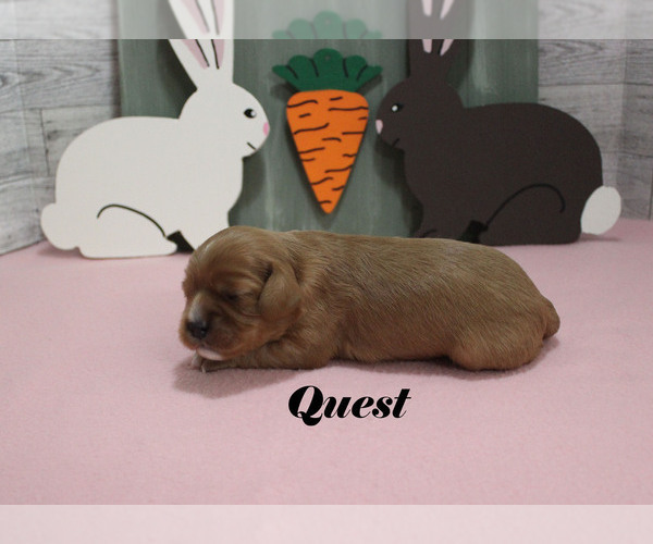 Medium Photo #9 Cavalier King Charles Spaniel Puppy For Sale in CHANUTE, KS, USA