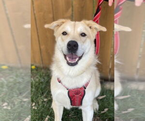 Labrador Retriever-Unknown Mix Dogs for adoption in Omaha, NE, USA