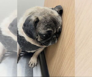 Maggie May - Female Pug Dog for Adoption - Photo #3