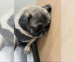 Small #2 Pug