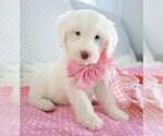 Small Photo #4 Poodle (Miniature)-Sheepadoodle Mix Puppy For Sale in SHIPSHEWANA, IN, USA