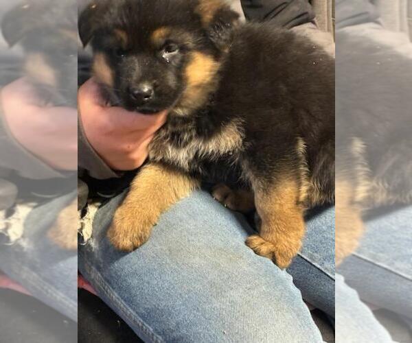 Medium Photo #1 German Shepherd Dog Puppy For Sale in GREENWOOD, WI, USA