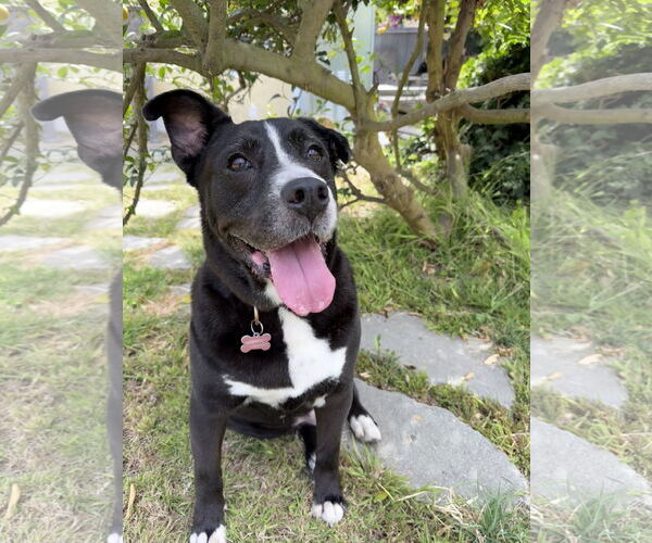 Medium Photo #2 Borador Puppy For Sale in Marina Del Rey, CA, USA