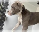 Small Staffordshire Bull Terrier