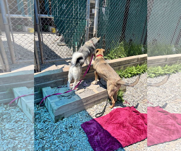 Medium Photo #3 Retriever -Unknown Mix Puppy For Sale in Bridgewater, NJ, USA