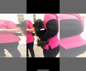 Poodle (Toy) Dogs for adoption in Buffalo, MN, USA