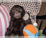 Small Photo #63 Australian Labradoodle Puppy For Sale in W FIELD, NC, USA