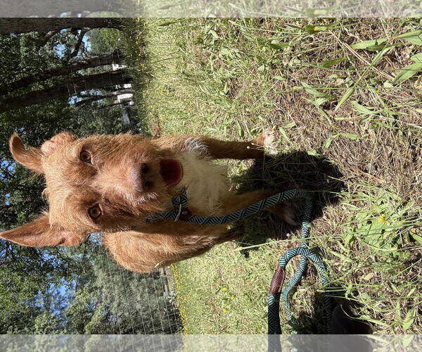 Medium Photo #2 Mutt Puppy For Sale in Chico, CA, USA