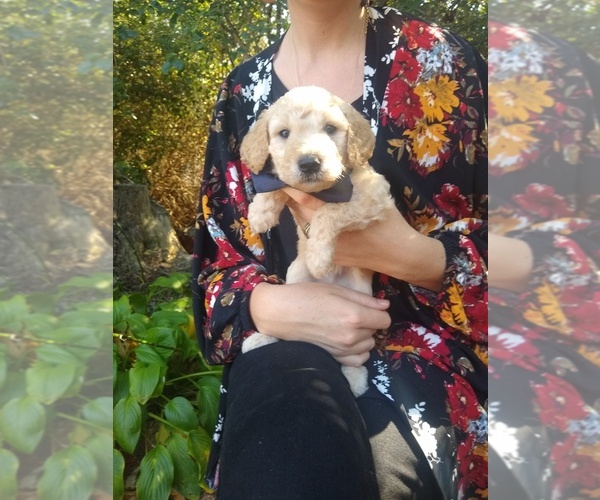 Medium Photo #25 Goldendoodle Puppy For Sale in ZEBULON, NC, USA