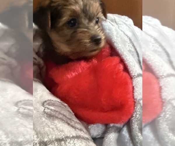 Medium Photo #5 Yorkshire Terrier Puppy For Sale in OCEANSIDE, CA, USA