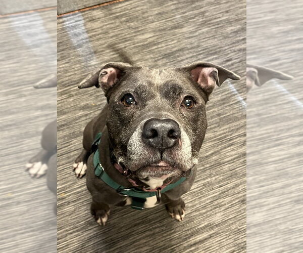 Medium Photo #2 American Pit Bull Terrier-Unknown Mix Puppy For Sale in Andover, MN, USA
