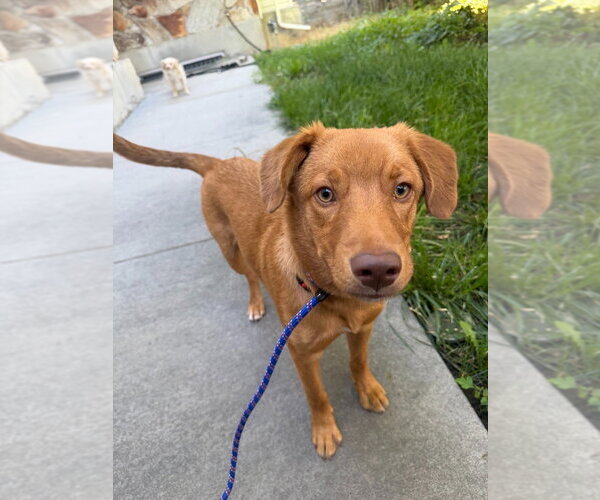 Medium Photo #4 Retriever -Unknown Mix Puppy For Sale in Salt Lake City, UT, USA