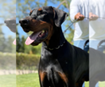 Small #23 Doberman Pinscher