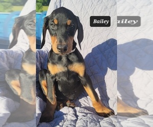 Doberman Pinscher Puppy for sale in POMEROY, OH, USA