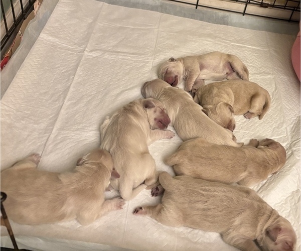 Medium Photo #1 Golden Retriever Puppy For Sale in LYNCHBURG, VA, USA