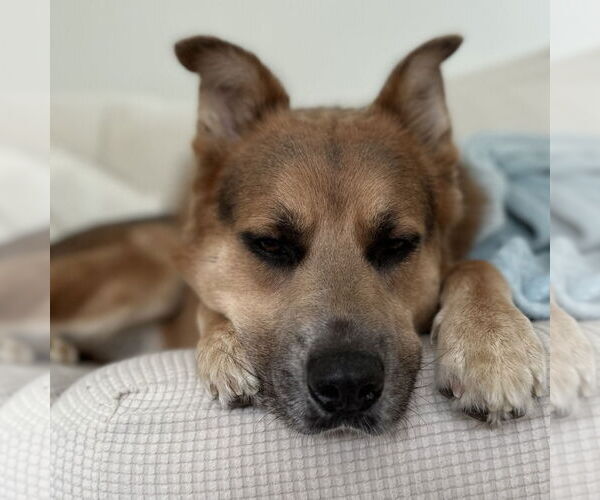 Medium Photo #26 Mutt Puppy For Sale in Canton, CT, USA