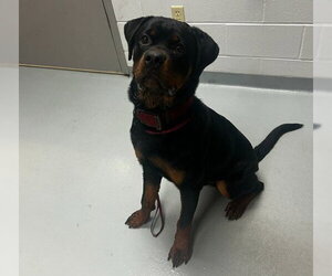 Rottweiler Dogs for adoption in St. Cloud, FL, USA