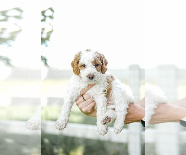 Medium Photo #67 Goldendoodle (Miniature) Puppy For Sale in FREDERICA, DE, USA