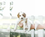 Small Photo #67 Goldendoodle (Miniature) Puppy For Sale in FREDERICA, DE, USA
