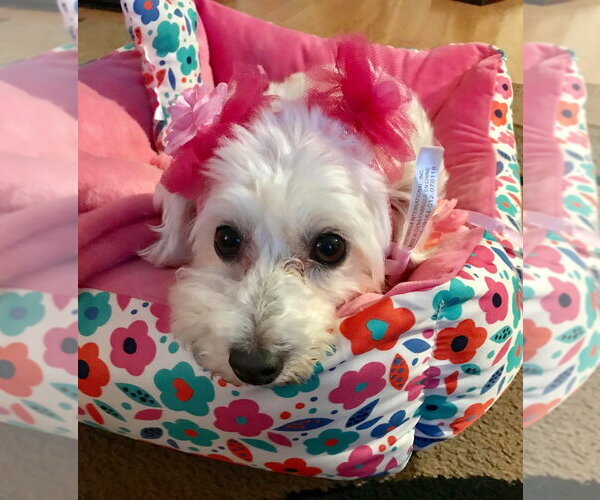 Medium Photo #7 Maltese-Unknown Mix Puppy For Sale in Corona, CA, USA