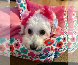 Emily - Female Maltese-Unknown Mix Dog for Adoption - Photo #7
