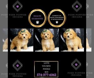 Poodle (Toy) Puppy for sale in WARSAW, IN, USA