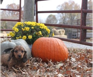 Dachshund Puppy for Sale in ORONOGO, Missouri USA