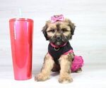 Small Photo #9 Zuchon Puppy For Sale in LAS VEGAS, NV, USA