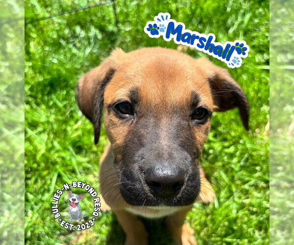 Medium Photo #3 Mutt Puppy For Sale in Omaha, NE, USA