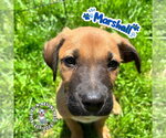 Small #2 Mutt