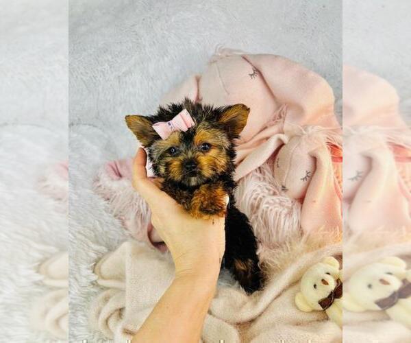 Medium Photo #13 Yorkshire Terrier Puppy For Sale in PEMBROKE PINES, FL, USA