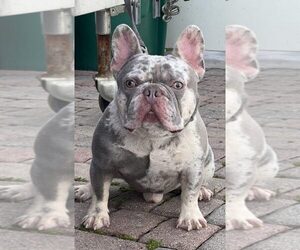 Father of the French Bulldog puppies born on 01/01/2023