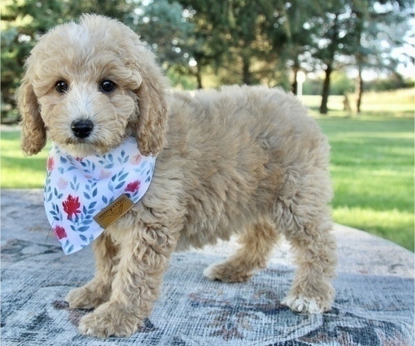 Medium Photo #2 Poodle (Toy) Puppy For Sale in BOSWELL, IN, USA