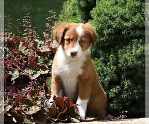 Australian Shepherd-Unknown Mix Puppy for sale in FREDERICKSBG, OH, USA