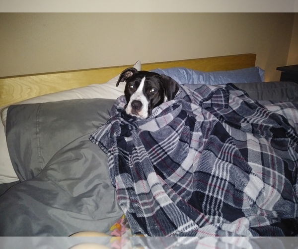 Medium Photo #9 Boxer Puppy For Sale in MAPLEWOOD, MN, USA
