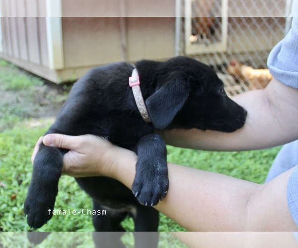 Medium Photo #8 Bernese Mountain Dog-Labrador Retriever Mix Puppy For Sale in BENNETT, NC, USA