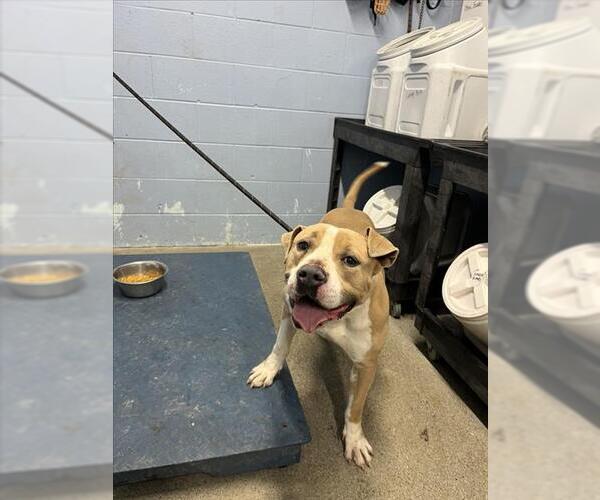 Medium Photo #1 Mutt Puppy For Sale in Woodland, CA, USA